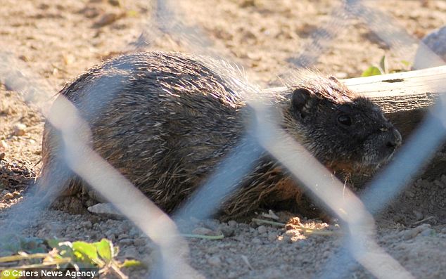 Safe, but soaked: Somewhat shell shocked, the lucky marmot seems happy to be back on dry land
